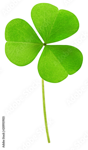 clover isolated on white background, clipping path, full depth of field © grey