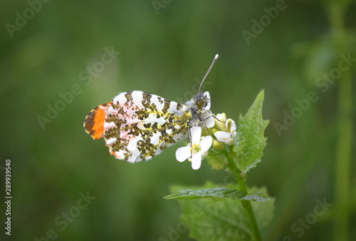 Orange Tip Butterfly (Male)