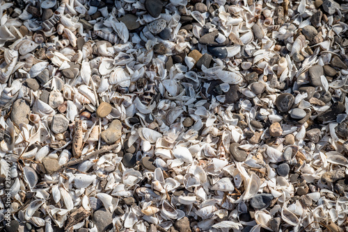 beach shell texture