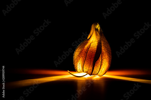 Eine Physalis im Lichtstrahl photo