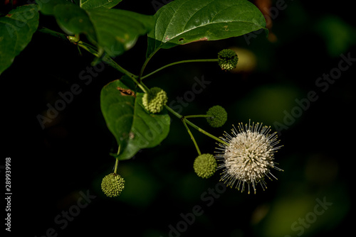 button bush 
