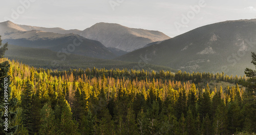 Panorama of mountains and pine forest highlighted by an autumn morning sunrise
