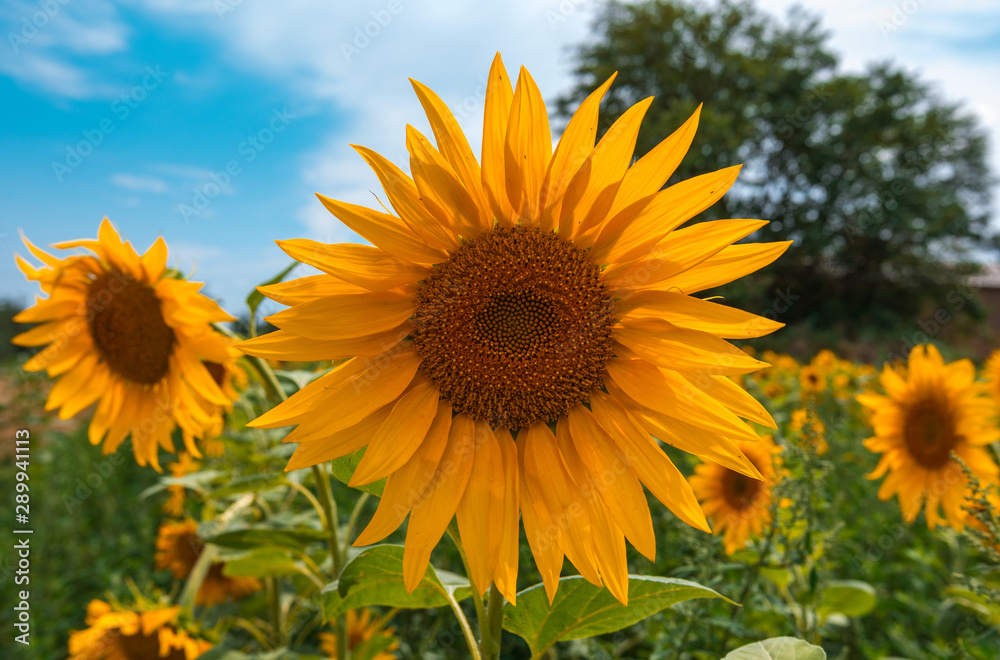 Fototapeta premium sunflower summer flower close-up, against a background of clouds.