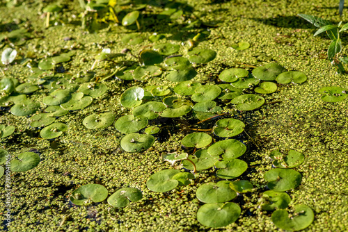 little lily pads in a swamp