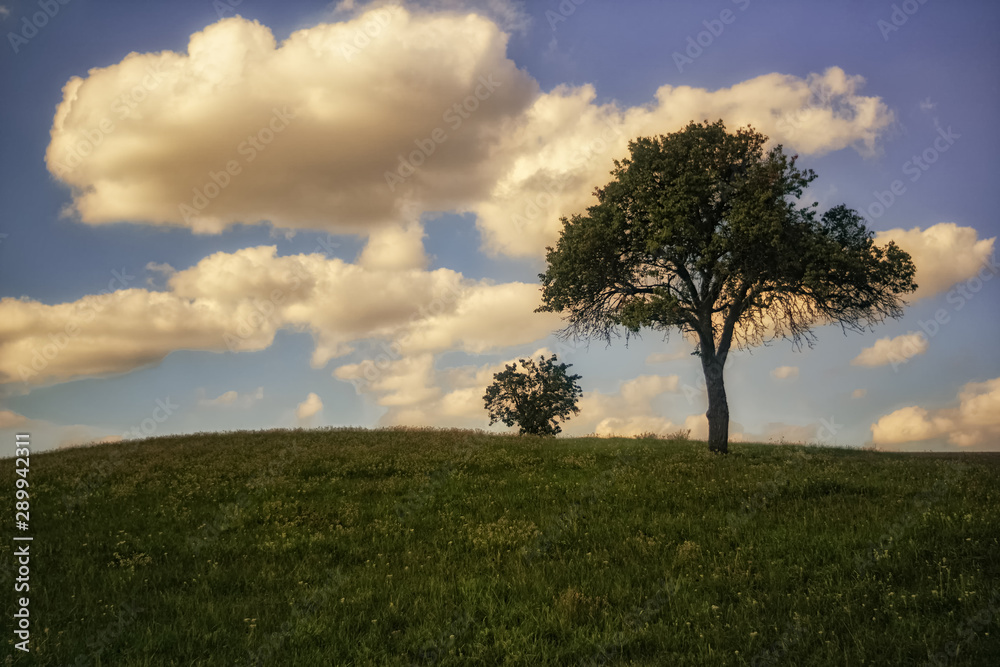 A small tree on a hill on a cloudy autumn day