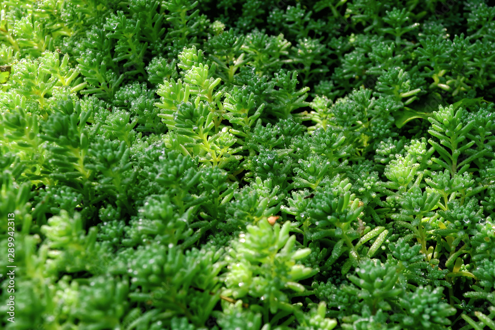 Green decorative moss covered with dew or water drops texture background macro. Green decorative moss covered with dew or water drops texture background macro.