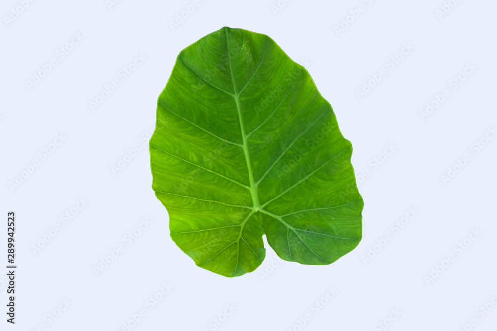 Obraz premium Green bon leaves on white background, Rain season nature leaf.