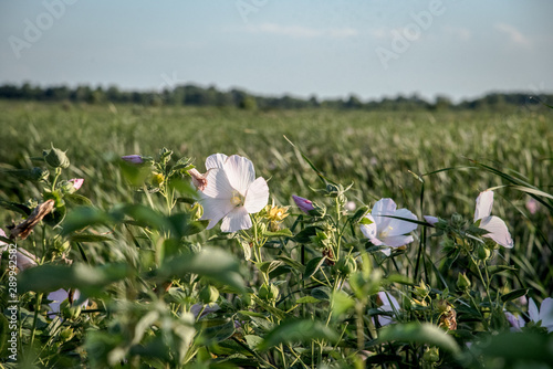 field of swamp flowers pink rose mallow hibiscus photo