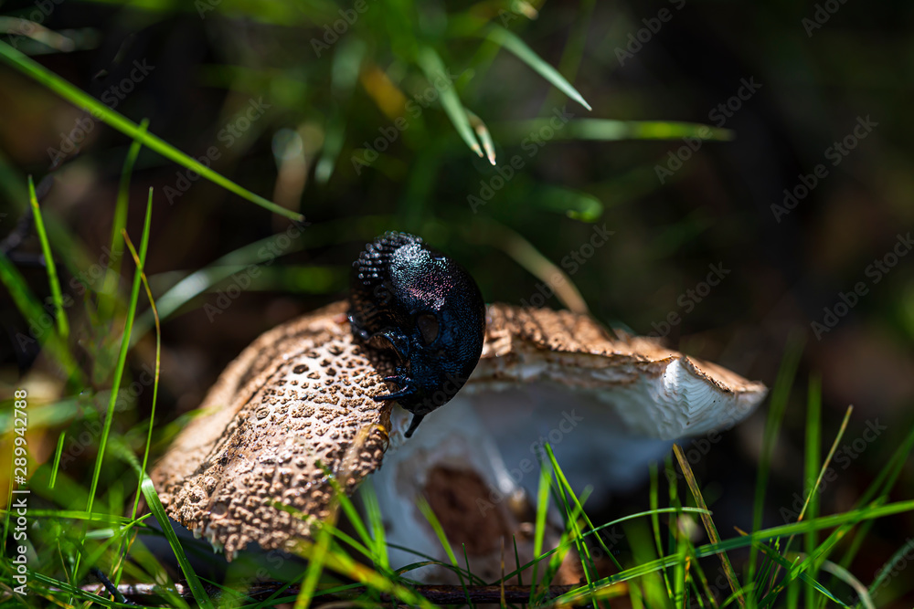 Obraz premium Mushroom 