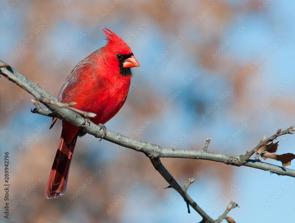 Male Northern Cardinal in an Oak tree in winter Male Northern Cardinal in an Oak tree in winter