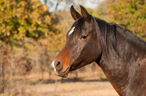 Dark bay Arabian horse in fall pasture © pimmimemom