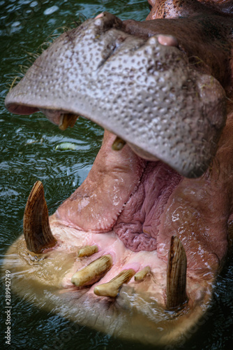 Hippopotamus, Hippo living ...