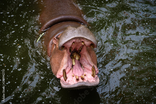 Hippopotamus, Hippo living in water lake photo