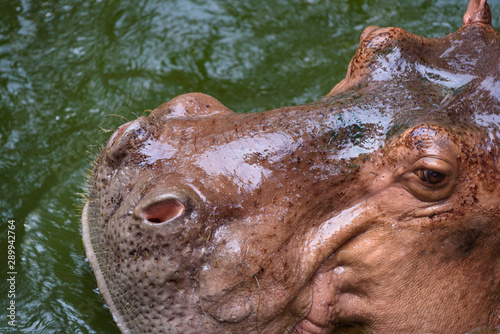 The head of the adult hippo...