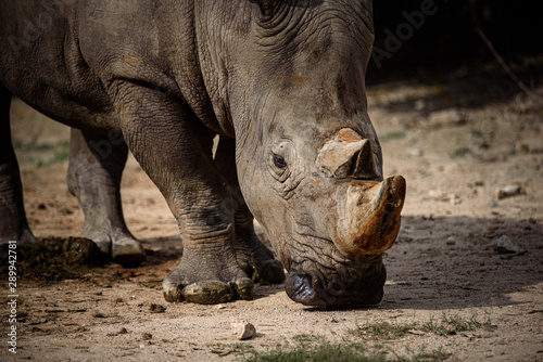 eye of rhino, rhino skin te...