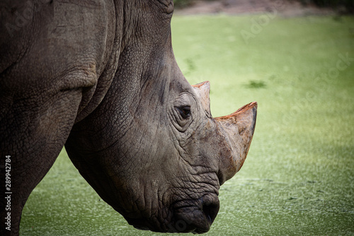 eye of rhino, rhino skin te...