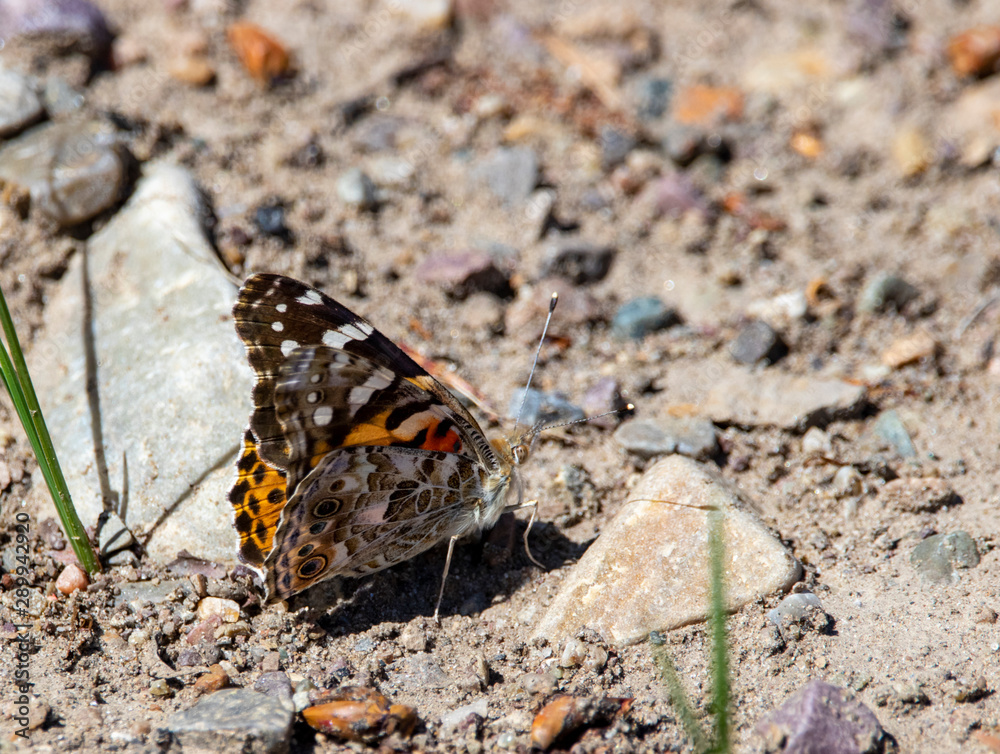 Fototapeta premium Painted Lady Butterfly
