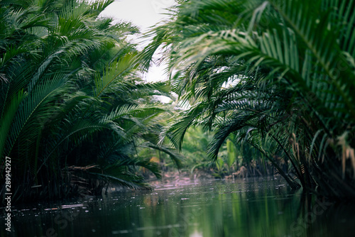 Nypa fruticans, Nypa fruticans Wurmb, mangrove forest photo