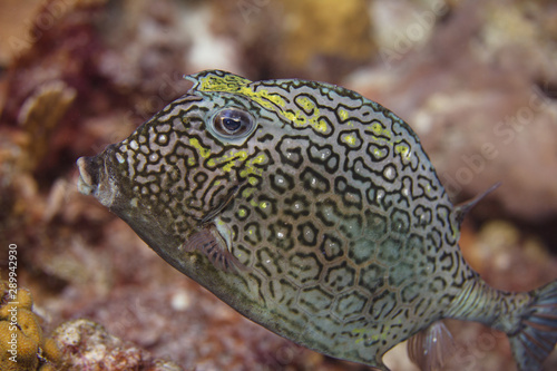 Honeycomb Cowfish