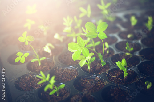 The seedling are growing fr...