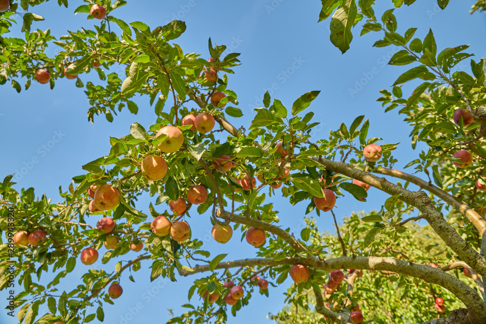 Pommes en abondance, suspendue dans l'arbre fruitier