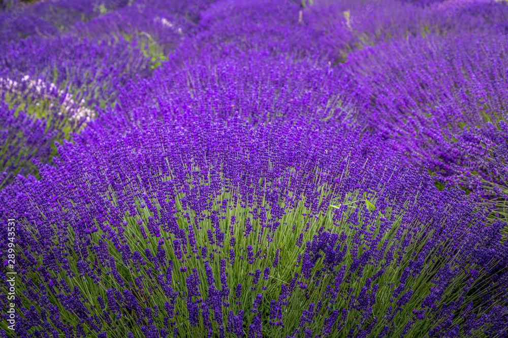 Naklejka premium Blooming lavender fields in Pacific Northwest USA