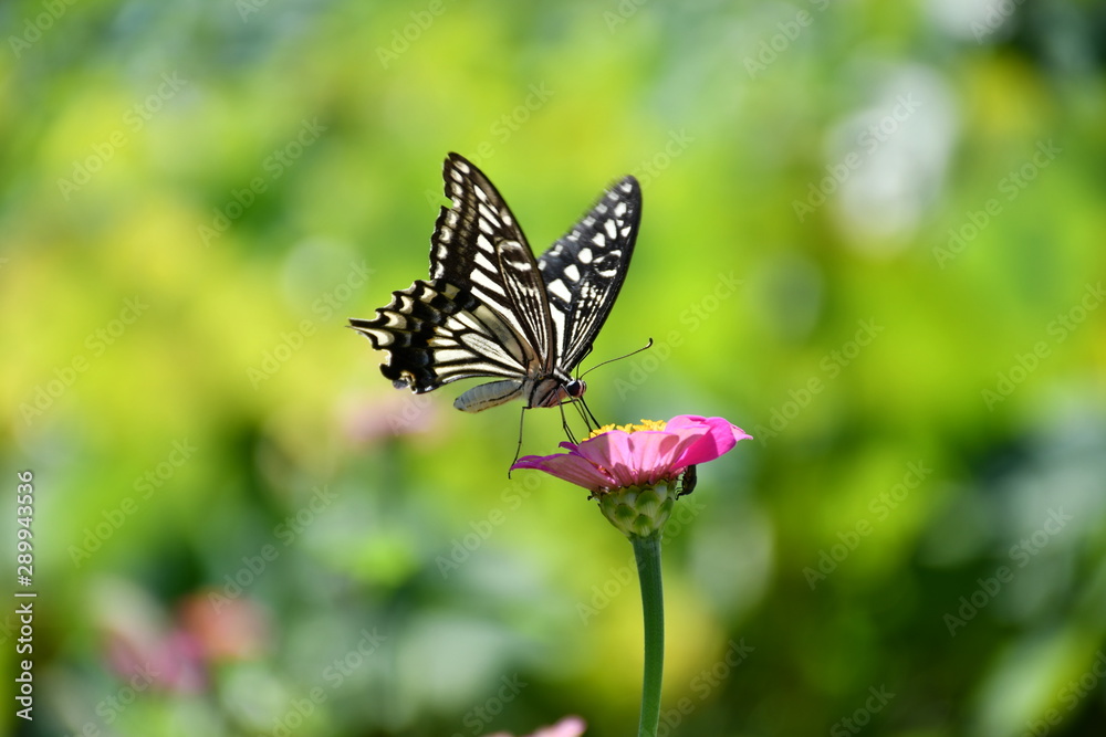 Obraz premium アゲハ蝶