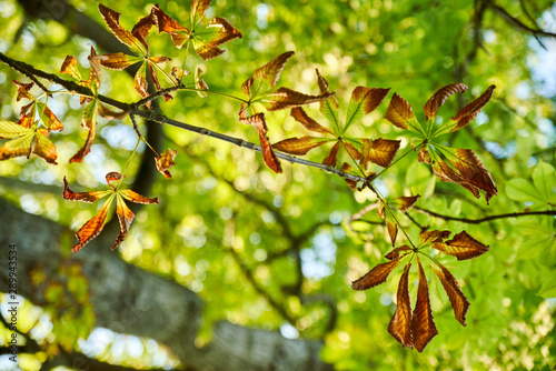 Feuilles de marronnier rougissant