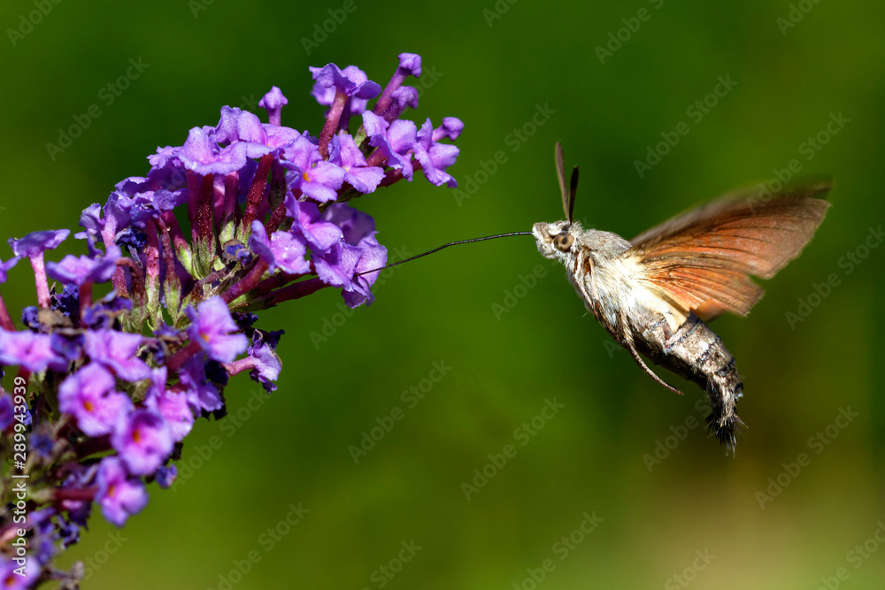 hummingbird hawk-moth from Brijuni National Park hummingbird hawk-moth from Brijuni National Park