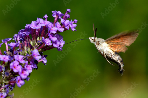 hummingbird hawk-moth from Brijuni National Park