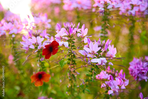 Cléome, suzanne aux yeux noirs, magnifiques jardin fleurit photo