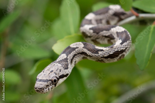 Juvenile Rat Snake descending from tree