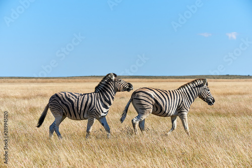 Two zebras walking in the savannah.