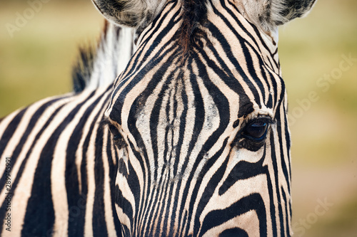 Fototapeta Naklejka Na Ścianę i Meble -  Close portrait of a zebra.