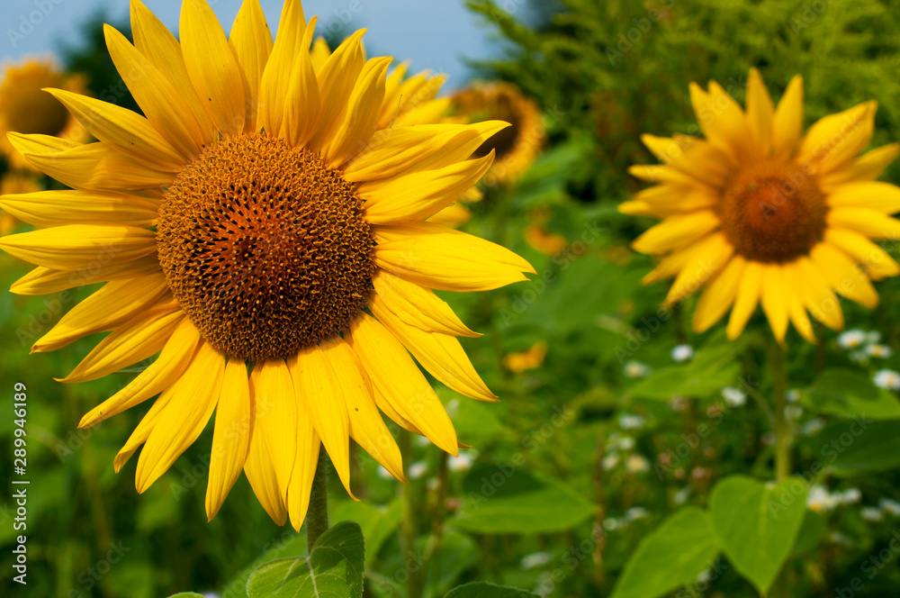 bright sunflowers on a large field on a sunny day bright sunflowers on a large field on a sunny day