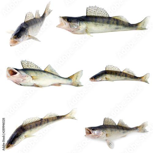 Predator Zander fish Isolated object On White Background.