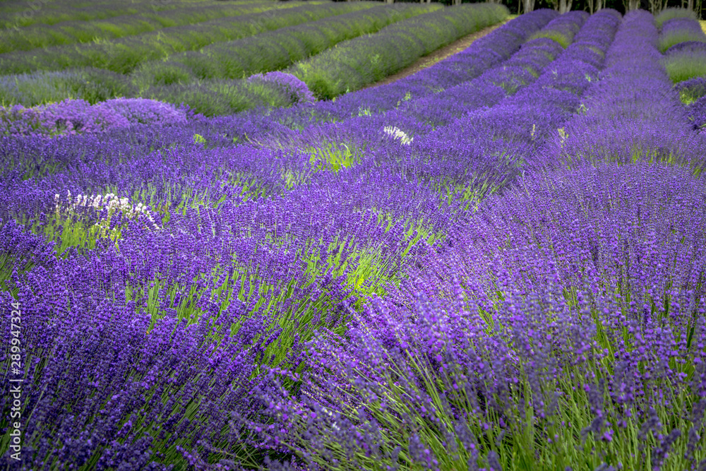 Naklejka premium Blooming lavender fields in Pacific Northwest USA