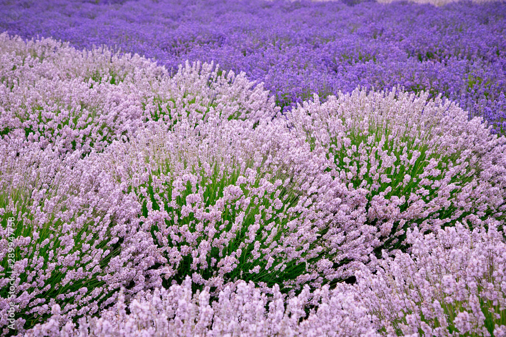 Blooming lavender fields in Pacific Northwest USA