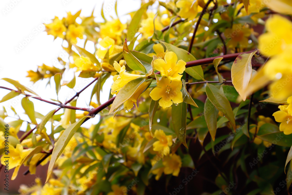yellow flowers have water drop after rain yellow flowers have water drop after rain