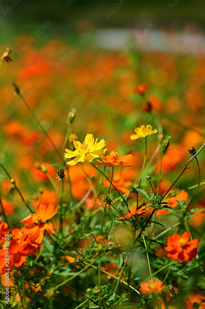 Cosmos Cosmos
