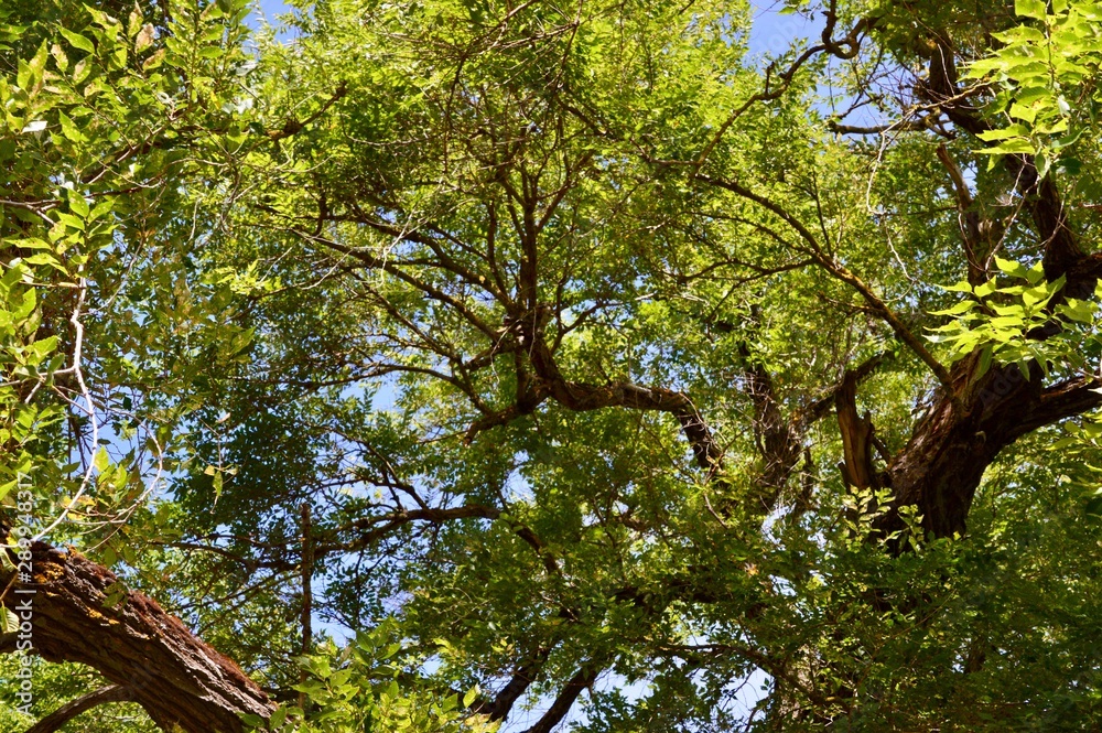 Fototapeta premium Wald in der Sonne