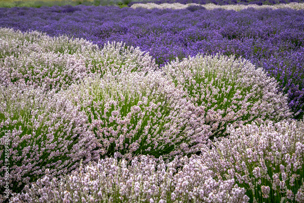 Fototapeta premium Blooming lavender fields in Pacific Northwest USA