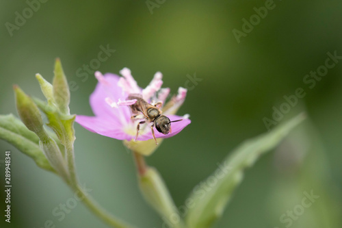 ユウゲショウの花から出てくるハチ