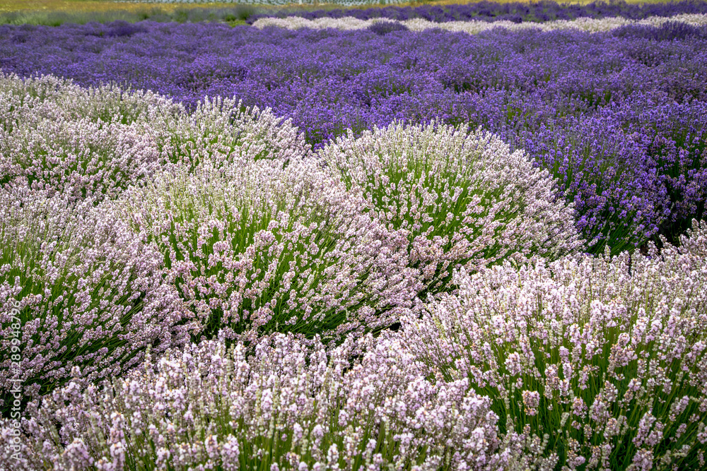 Blooming lavender fields in Pacific Northwest USA