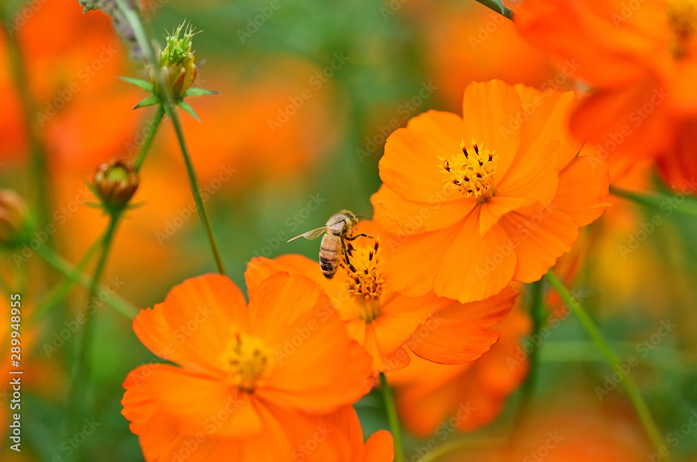 Cosmos Cosmos