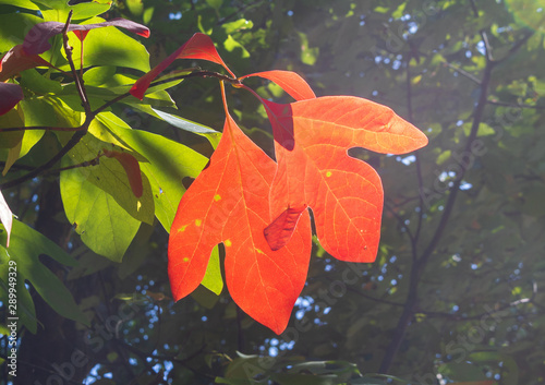 Two red sassafras leaves photo