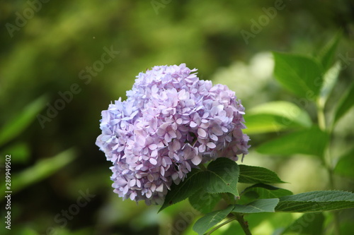 purple flowers of lilac garden