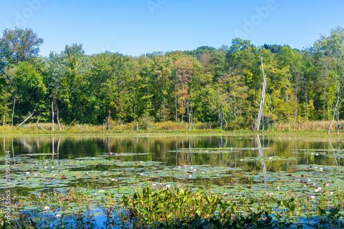Lily pads in a pond in Longmeadow, Massachusetts in early fall