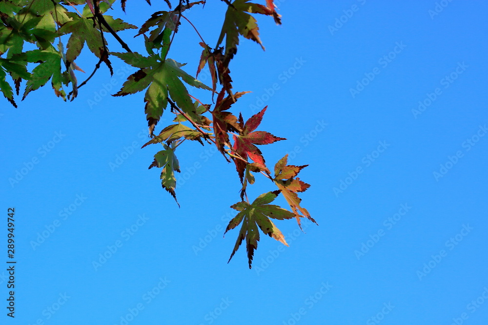 The maples have put on their autumn colours The maples have put on their autumn colours