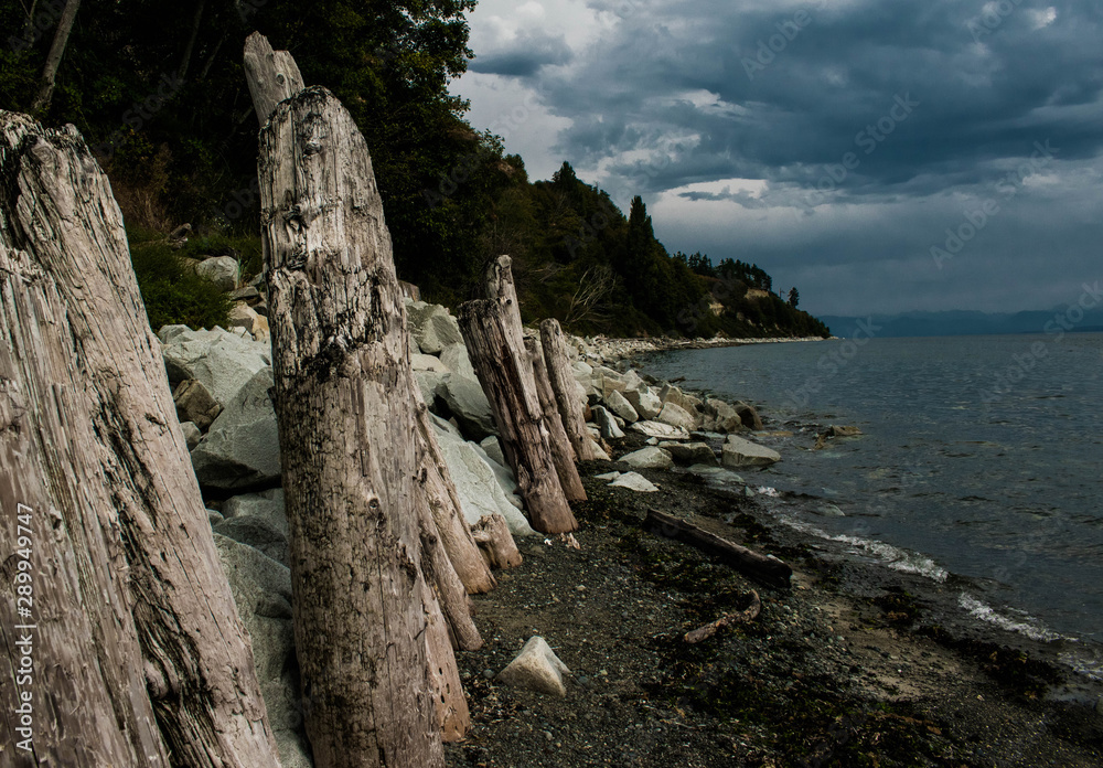 Drift wood by the sea.